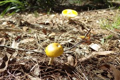 Amanita flavella