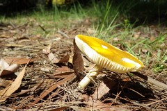 Amanita flavella