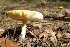 Amanita flavella
