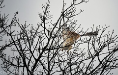 Buteo jamaicensis