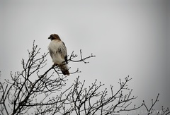 Buteo jamaicensis