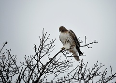 Buteo jamaicensis