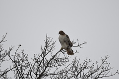 Buteo jamaicensis