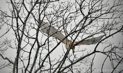 Buteo jamaicensis