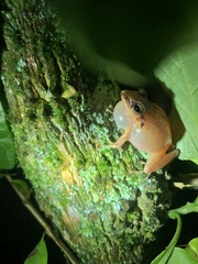 Pristimantis achatinus