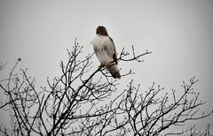 Buteo jamaicensis
