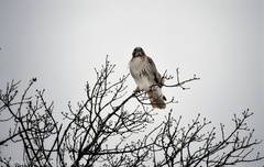 Buteo jamaicensis