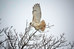 Buteo jamaicensis