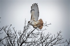 Buteo jamaicensis