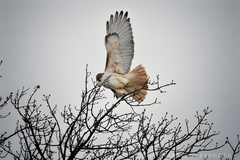 Buteo jamaicensis