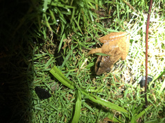 Pristimantis achatinus