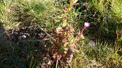 Epilobium ciliatum watsonii