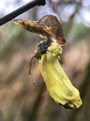 Eurema mandarina