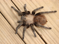Aphonopelma anax