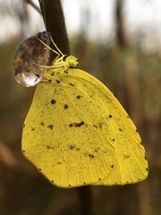 Eurema mandarina