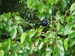 Eudynamys orientalis cyanocephalus