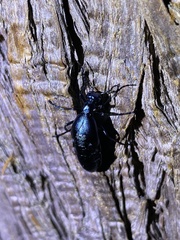 Meloe coarctatus