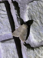 Athetis stellata