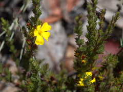 Hibbertia prostrata