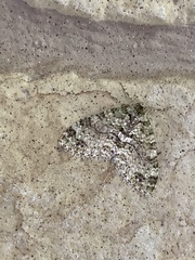 Trichopterigia consobrinaria