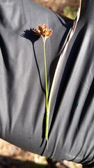 Rhynchospora wrightiana
