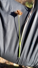 Rhynchospora wrightiana