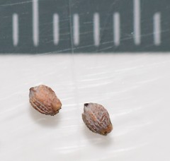 Machaerina teretifolia