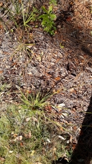 Rhynchospora wrightiana