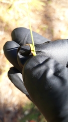 Rhynchospora wrightiana