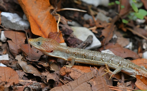 Texas Alligator Lizard