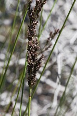 Machaerina teretifolia