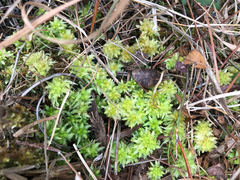 Sphagnum perichaetiale image