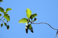 Dilleniaceae