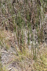 Machaerina teretifolia