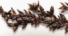 Machaerina teretifolia