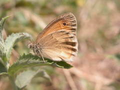 Coenonympha pamphilus