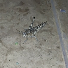 Schistocerca interrita