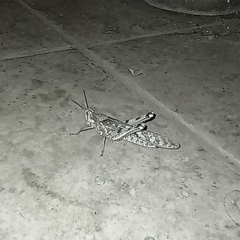 Schistocerca interrita