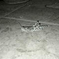 Schistocerca interrita