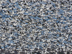 Anser caerulescens atlanticus