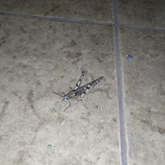 Schistocerca interrita