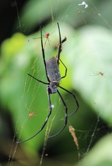 Trichonephila antipodiana