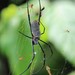 Spotted Golden Orbweaver - Photo (c) Bruno Durand, some rights reserved (CC BY-NC), uploaded by Bruno Durand