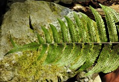 Cyclopeltis semicordata image