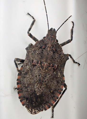Four-humped Stink Bug photo 4