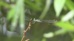 Indolestes tenuissimus