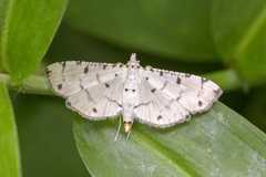 Pycnarmon cribrata