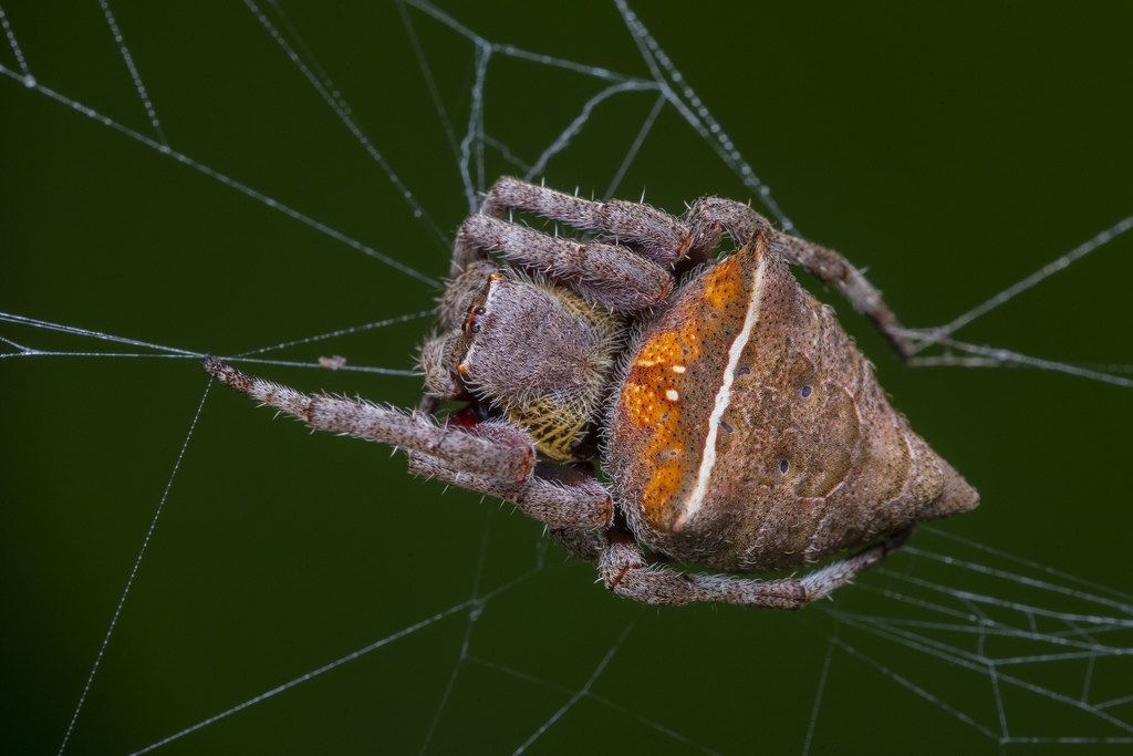 Abandoned-web Orb-weaver