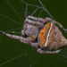 Abandoned-web Orb-Weaver - Photo (c) budak, some rights reserved (CC BY-NC), uploaded by budak