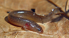 Pseudotriton montanus montanus